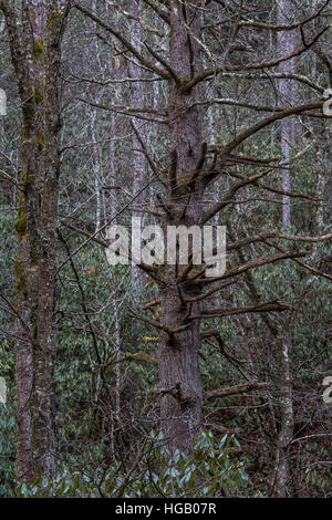 Albero, inverno, Cataloochee Valley, Great Smoky Mountains National Park, North Carolina Foto Stock