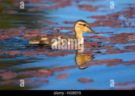 Mallard pulcino al Lago Hosmer, Cascade Lakes National Scenic Byway, Deschutes National Forest, Oregon Foto Stock