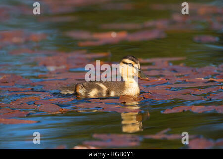 Mallard pulcino al Lago Hosmer, Cascade Lakes National Scenic Byway, Deschutes National Forest, Oregon Foto Stock