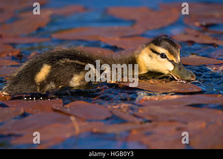 Mallard pulcino al Lago Hosmer, Cascade Lakes National Scenic Byway, Deschutes National Forest, Oregon Foto Stock