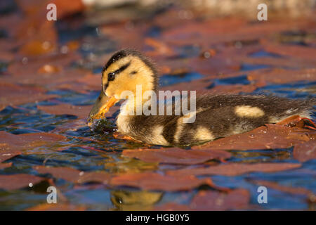 Mallard pulcino al Lago Hosmer, Cascade Lakes National Scenic Byway, Deschutes National Forest, Oregon Foto Stock
