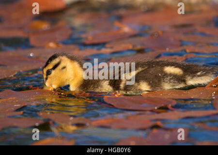 Mallard pulcino al Lago Hosmer, Cascade Lakes National Scenic Byway, Deschutes National Forest, Oregon Foto Stock