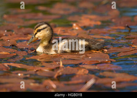 Mallard pulcino al Lago Hosmer, Cascade Lakes National Scenic Byway, Deschutes National Forest, Oregon Foto Stock