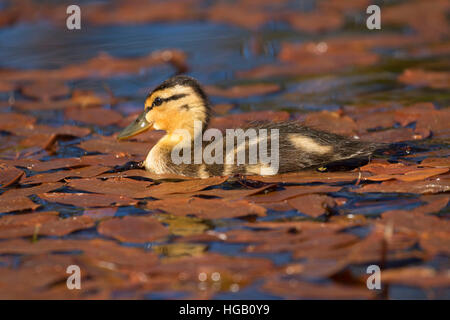 Mallard pulcino al Lago Hosmer, Cascade Lakes National Scenic Byway, Deschutes National Forest, Oregon Foto Stock