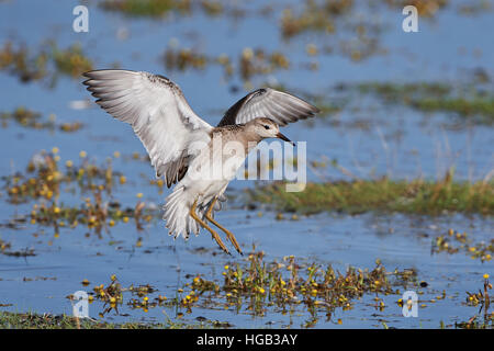 Ruff in volo con acqua e vegetazione in background Foto Stock