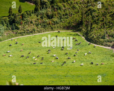 Allevamento di bovini in un pascolo da sopra. Guardando in giù su un prato verde pascolo riempito con bestiame al pascolo nella profonda valle/cratere sottostante. Foto Stock