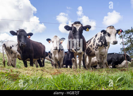 Vacche dietro un recinto elettrico. Un piccolo allevamento di bovini Holstein raccoglie in un campo dietro un filamento singolo recinto elettrico. Quattro scale in basso la fotocamera. Foto Stock