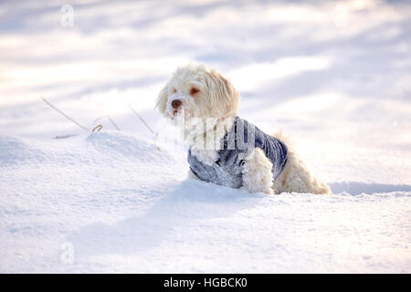 Havanese cane in attesa e guardare nella neve in inverno nel parco esterno Foto Stock