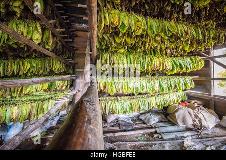 Foglie di tabacco essiccazione nel fienile, Vinales, Cuba Foto Stock