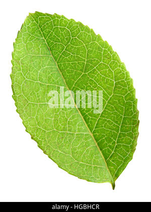Verde foglia di mirtillo isolato con tracciato di ritaglio Foto Stock