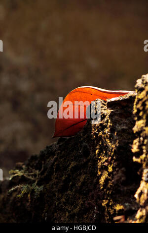 Foglia morta Foto Stock