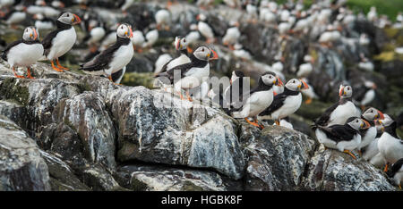 Colonia di pulcinelle di mare (Fratercula), farne isole, REGNO UNITO Foto Stock