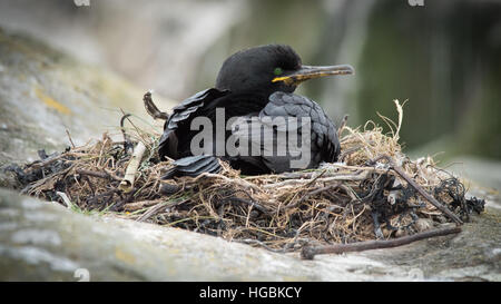 Il marangone dal ciuffo (phalacrocorax aristotelis) sul Nido, farne Islands, Northumberland Foto Stock