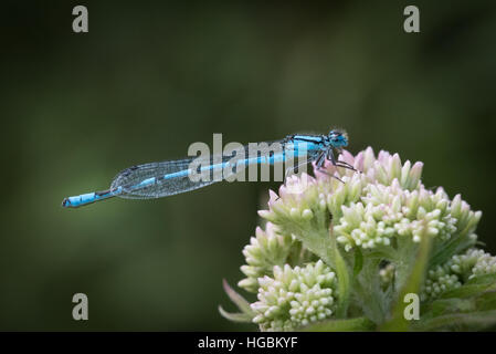Blu del Damsel Fly Foto Stock