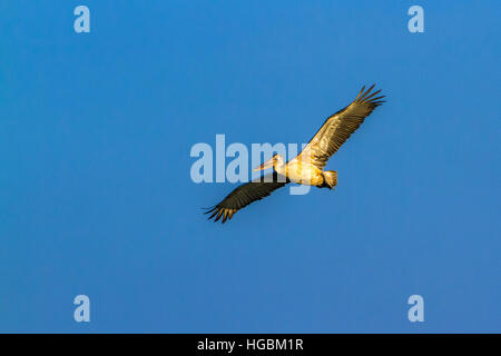 Spot-fatturati pelican battenti isolato nel cielo blu ; specie Pelecanus philippensis famiglia di Pelecanidae Foto Stock