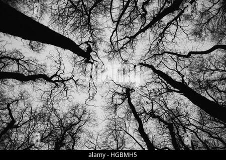 Treetops in bianco e nero, silhouette contro il cielo da un bosco di ontani accanto all' estuario in Fredrikstad, Norvegia. Foto Stock