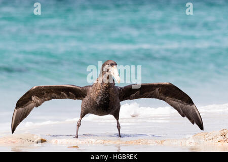 Il gigante del sud Petrel. Vi è un morto orca in gran parte sepolto nella sabbia e le procellarie sono alimentazione e combattimenti nelle vicinanze. Foto Stock