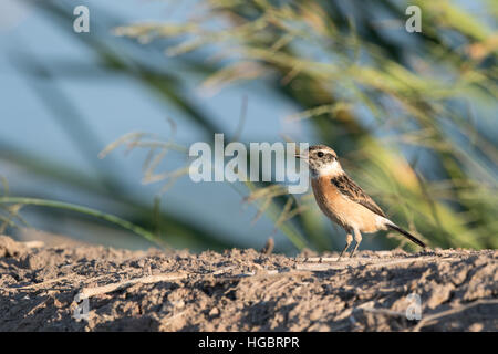 Il Siberiano stonechat o stonechat asiatici (Saxicola maurus) è un recentemente convalidato specie del vecchio mondo famiglia flycatcher (Muscicapidae). Foto Stock