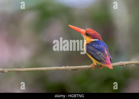 La nana orientali Kingfisher (Ceyx erithaca) noto anche come il nero-backed Kingfisher o tre-toed Kingfisher è una specie di uccelli nel Alcedinid Foto Stock