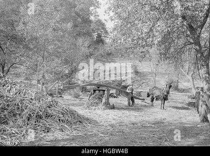 La macinazione della canna da zucchero per il sorgo vicino Andersonville, Tennessee, 1933. Foto Stock