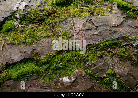 Il pino di corteccia di albero con alcune specie di muschio closeup, foresta di Bialowieza, Polonia, Europa Foto Stock