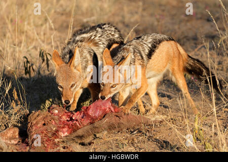 Nero-backed sciacalli (Canis mesomelas scavenging) su una carcassa, Sud Africa Foto Stock