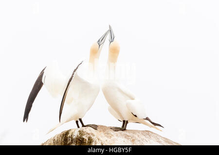 Northern Gannet (Morus bassanus) Coppia adulta, la visualizzazione permanente sulla roccia, grande Saltee, Isole Saltee, Irlanda Foto Stock