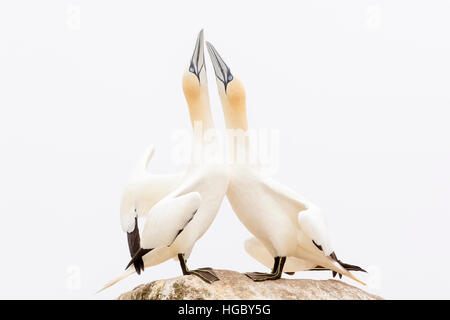 Northern Gannet (Morus bassanus) Coppia adulta, la visualizzazione permanente sulla roccia, grande Saltee, Isole Saltee, Irlanda Foto Stock