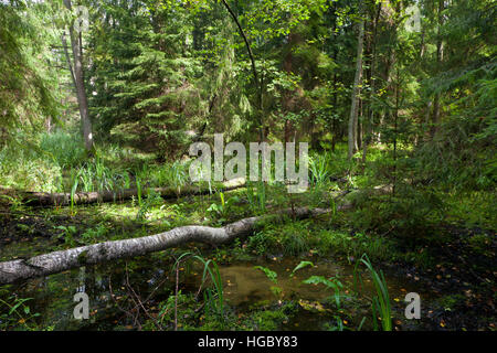 Naturali misti stand della foresta di Bialowieza in mattinata estiva, foresta di Bialowieza, Polonia, Europa Foto Stock