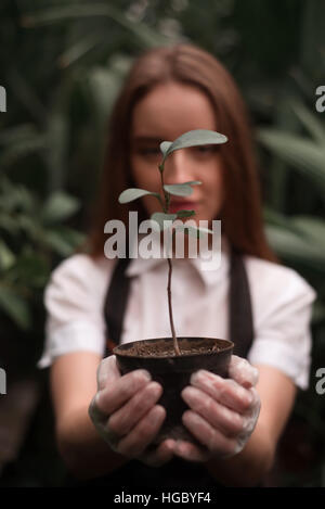 Giardiniere detiene la pentola con impianto in mani Foto Stock