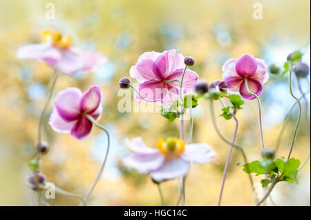 Rosa Anemone giapponese fiori e boccioli - Anemone hupehensis var. japonica, Foto Stock