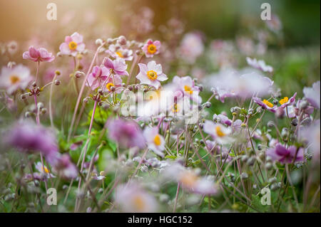 Rosa Anemone giapponese fiori e boccioli - Anemone hupehensis var. japonica, in estate il sole. Foto Stock