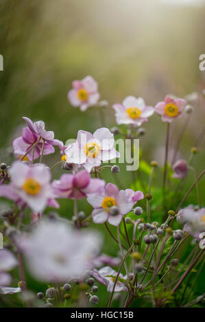 Rosa Anemone giapponese fiori e boccioli - Anemone hupehensis var. japonica, Foto Stock