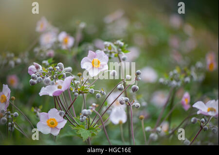 Rosa Anemone giapponese fiori e boccioli - Anemone hupehensis var. japonica, Foto Stock