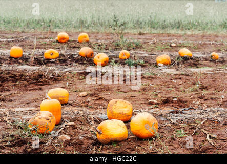 Zucche in un fangoso zucca patch pronto per autunno o raccolto autunnale Foto Stock
