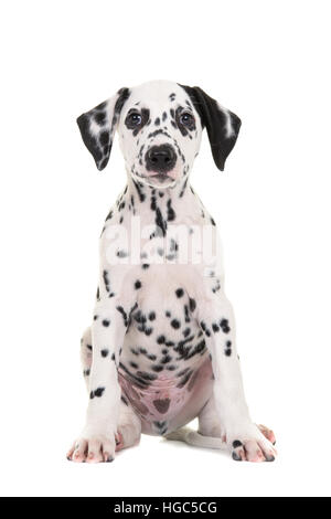 Carino in bianco e nero Dalmata seduta puppy dog rivolta verso la telecamera isolata su uno sfondo bianco Foto Stock