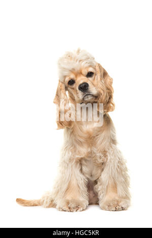 Carino biondo cocker spaniel cane seduto di fronte alla macchina fotografica visto dalla parte anteriore isolato su uno sfondo bianco Foto Stock