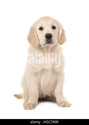 Carino biondo golden retriever cucciolo seduto e rivolto verso la telecamera isolata su uno sfondo bianco Foto Stock