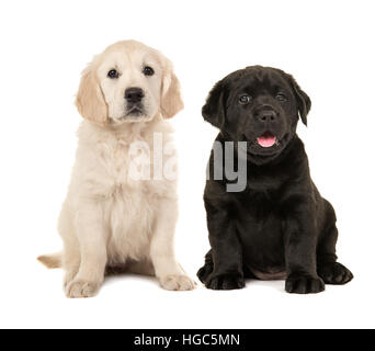 Carino biondo golden retriever cucciolo e nero labrador retriever cucciolo seduto accanto a ogni altro isolato su uno sfondo bianco Foto Stock