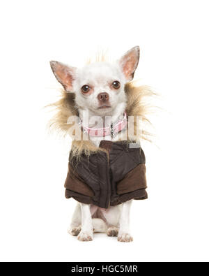 Bianco cane chihuahua indossando un marrone cappotto invernale seduto e rivolto verso la telecamera isolata su uno sfondo bianco Foto Stock