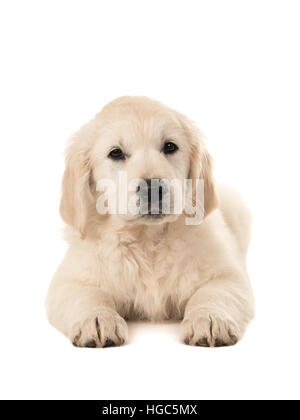 Carino il golden retriever cucciolo sdraiato rivolta verso la telecamera isolata su uno sfondo bianco Foto Stock