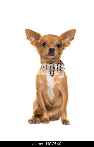 Carino seduta marrone chihuahua rivolta verso la telecamera che indossa un bow tie isolata su uno sfondo bianco Foto Stock
