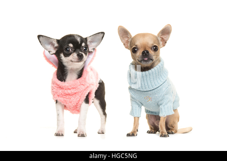 Due un ragazzo e una ragazza chihuahua cucciolo cani che indossa un maglione rosa e indossa un maglione blu su sfondo bianco Foto Stock
