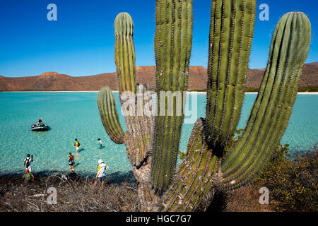 Cardon cactus nella spiaggia di Isola di Espiritu Santo isola, mare di Cortez, Baja California, Messico. Foto Stock