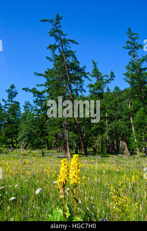 Fiori gialli in Taiga foresta vicino Lago Khovsgol in estate Foto Stock