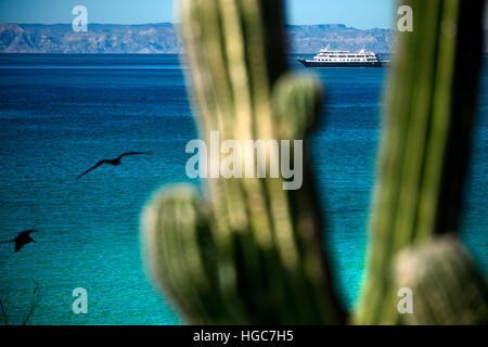 Cardon cactus nella spiaggia di Isola di Espiritu Santo isola, mare di Cortez, Baja California, Messico. Foto Stock