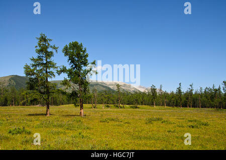 La Taiga foresta vicino il lago Khovsgol in estate. Foto Stock