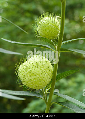 Physocarpus Gomphocarpus Milkweed palloncino capsula vegetale seedheads. Foto Stock