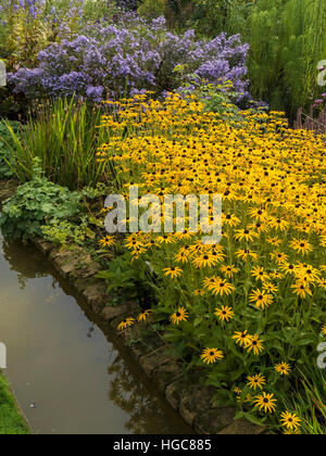 Giallo Rudbeckia Fulgida var. deamii fiori che crescono nelle regioni di frontiera Coton Manor Gardens, Coton, Northamptonshire, Inghilterra, Regno Unito. Foto Stock