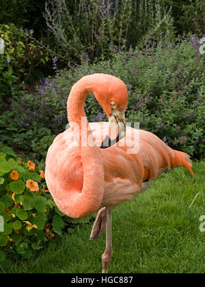 Rosa salmone American flamingo bird (Phoenicopterus ruber) nel giardino del Regno Unito, Coton Manor, Northamptonshire, Inghilterra, Regno Unito. Foto Stock